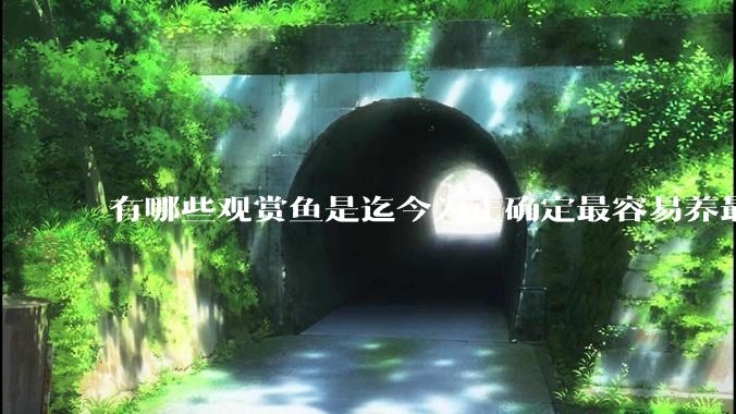 有哪些观赏鱼是迄今为止确定最容易养最不容易死的？